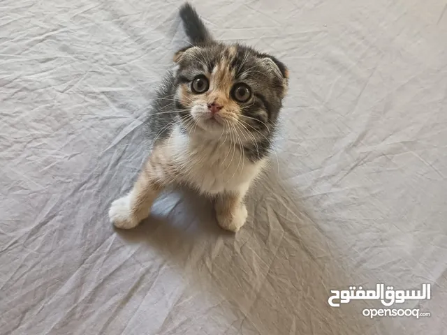 Scottish Fold Kitten