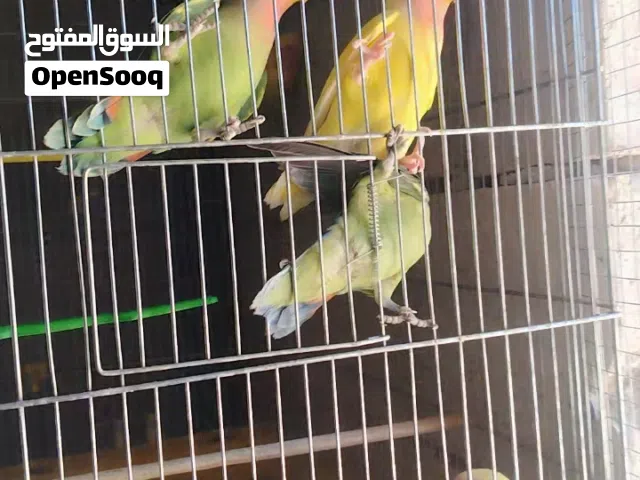 عصافير روز تبارك الرحمن
