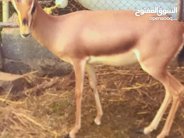 غزال الدماني ذكر