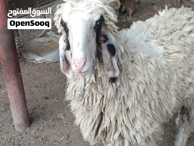 نعجه ورجينه خشنه كلش تنفع كصابة وتنفع جني