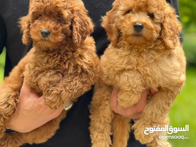 Premium quality toy poodle puppies توي بودل مستوي عالي