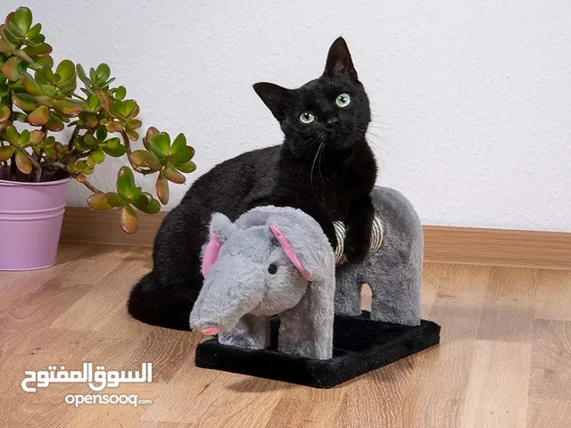 مستلزمات واكسسوارات حيوانات