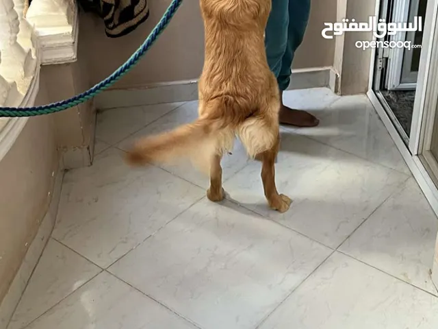 سرعته البيع لاني مسافر ومش هعرف اخلي عندي
