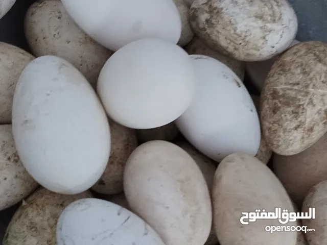 السلام عليكم يتوفر بيض بط عادي البيضه بالف متوفر 29 بيضه
