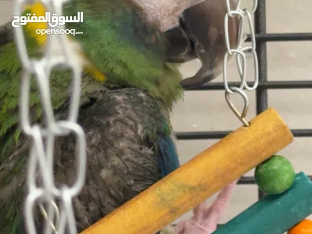 ميني مكاو سنه ونص