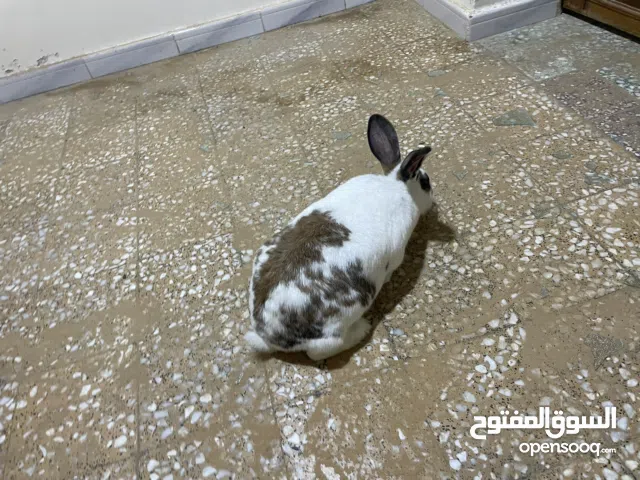 انته المانيه مشاءالله يمكن عشره صحتها ممتازه السعر ساوم