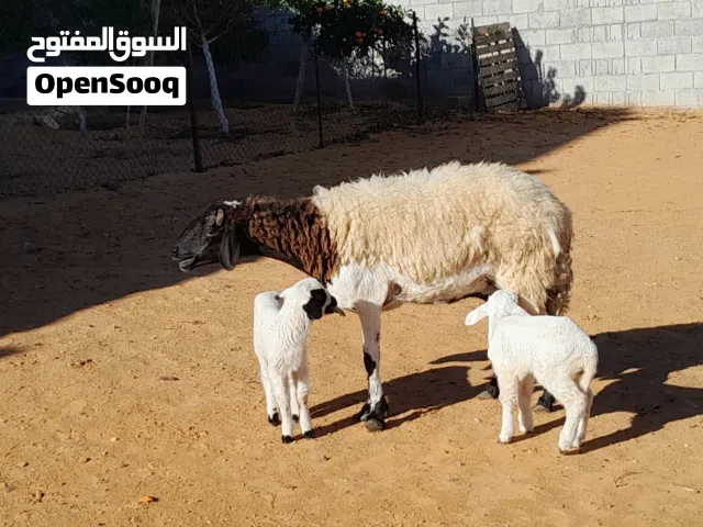 نعجه وطنيه الله يبارك توميه تحتها زوز فطايم ناشطات ورويانات سنها اول جمع ضرعها سليم