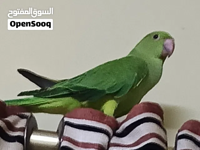 ببغاء درة هندي