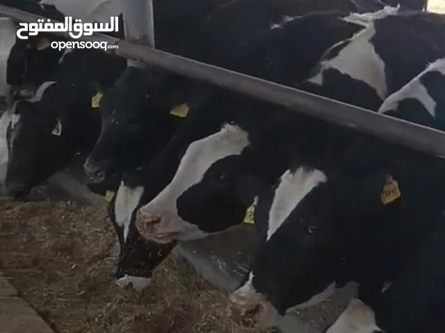 ابقار عجلات للبيع