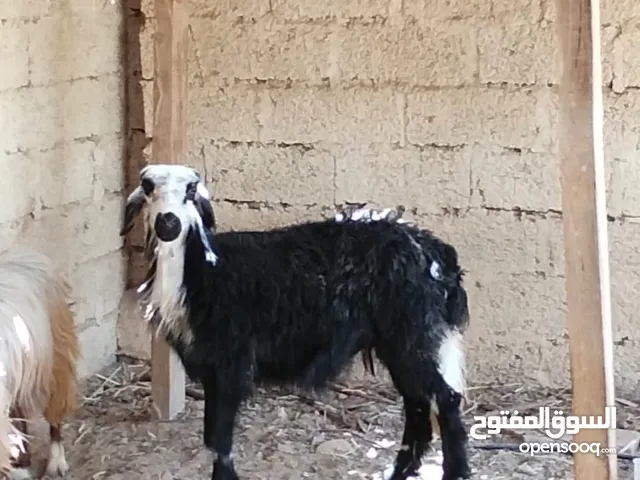 جاعده عمانيه مطلوب فيه 60ريال