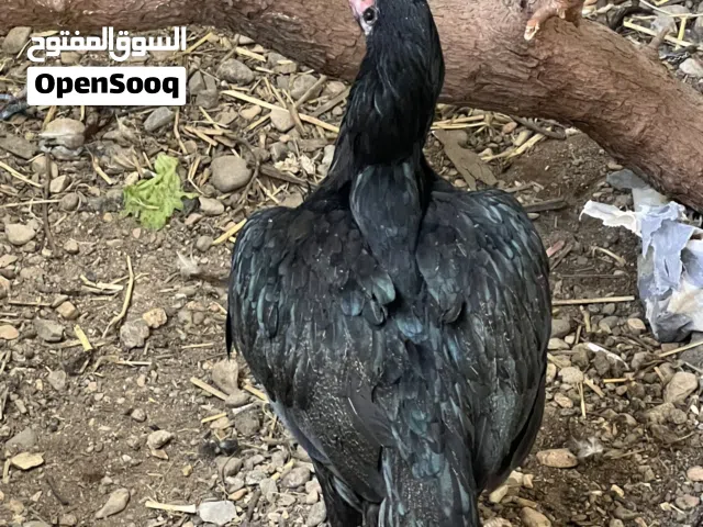 بيع دجاج وفروخ باكستانيه