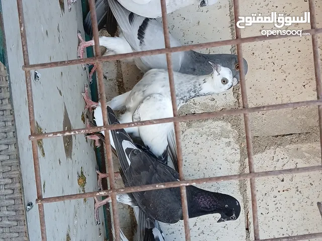 فراخ للبيع صحه ونظافه عدد 8 قابل للبدل
