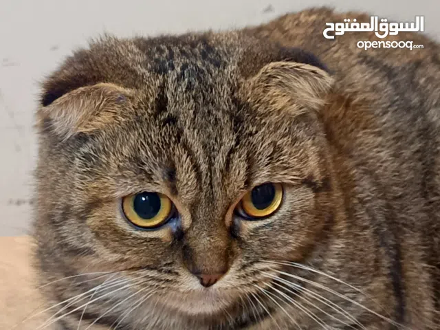 قط مانشكن سكوتش فولد