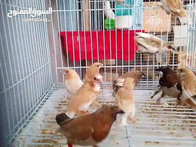 طيور بنقليز