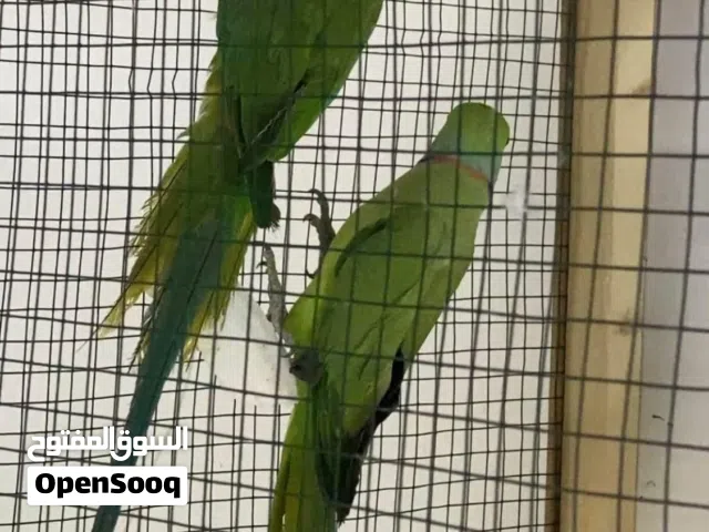 ببغاء درة هنديات