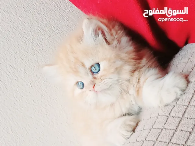 انثى بيرشن ريد بيور 48 يوم مدربه ومطعمه حشرات