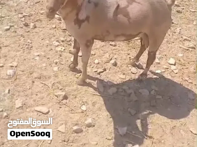 للبيع تيس صلالي كريمي