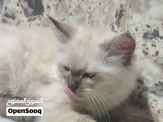 قطط سيامي عمر شهرين