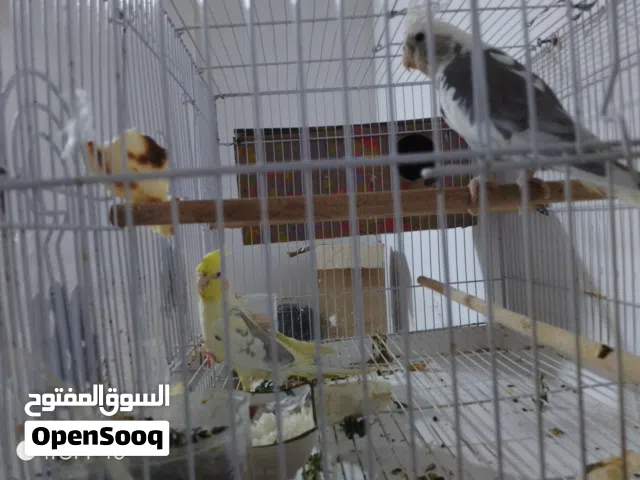 للبيع طيوركوكتيل شرط التبزير اميات. ساحب منهن ثلاث بطون وحاليا يردن يبيضن.  الذكر انكليزي  اصلي. وال