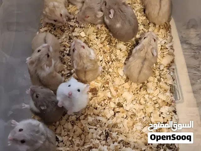 هامستر روسي