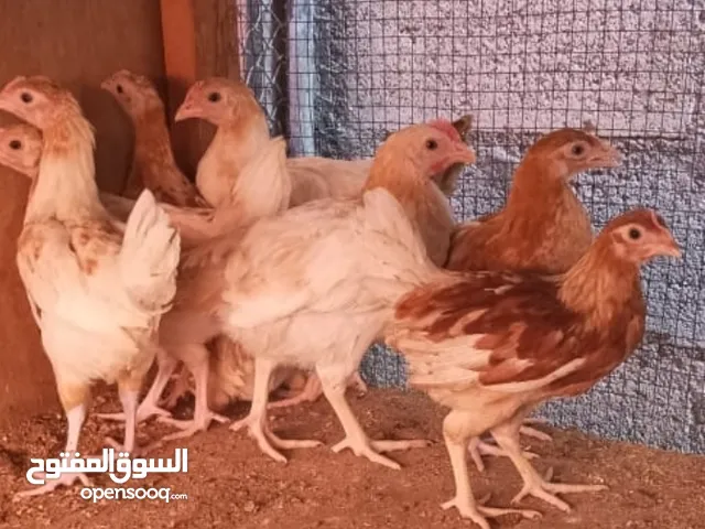 صيصان فرنسي وتركي