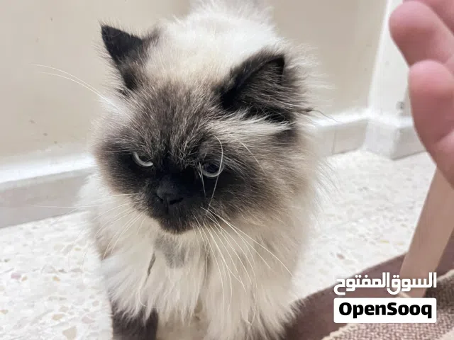 قط هملايا للبيع