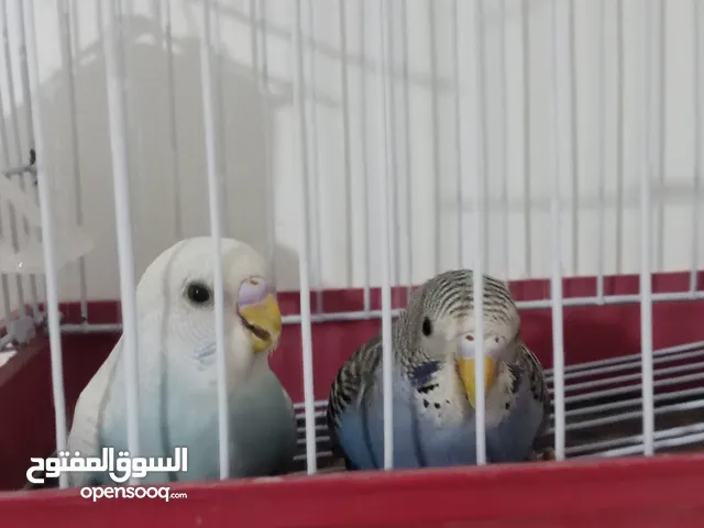 عصافير حب للبدل على اي نوع عصافير عصافير حب للبدل على اي نوع عصافير