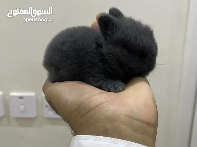 الأرانب القزمه