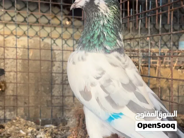 حمام لوت +حمام باكستاني