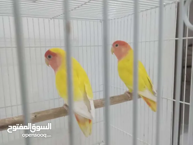 مطلوب زوج لافبيرد منتج