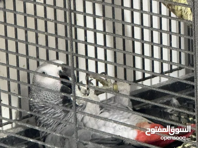 للبيع كاسكو