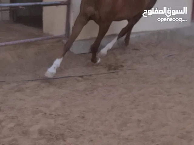 خيول الابيض عربي فحل الأحمر فرنسي خصي من خيول القدره