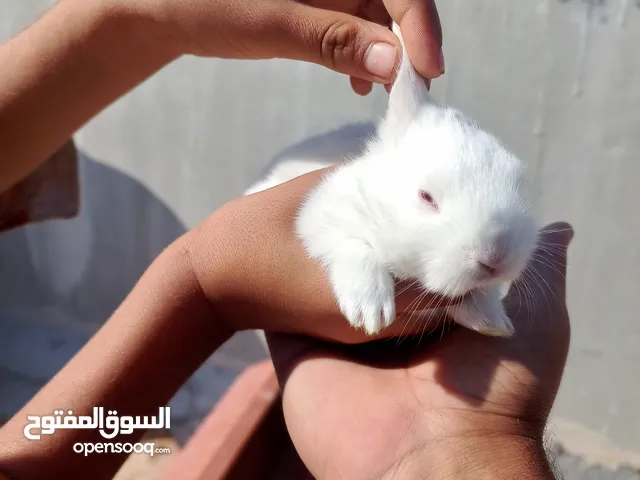 Rabbit white  الارانب الابيض البحريني. العيون احمر