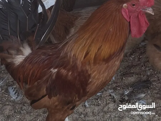 ديك للبيع بصحة جيده