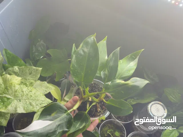 نبات فيلودندرون وايت برنسس Philodendron White Princess
