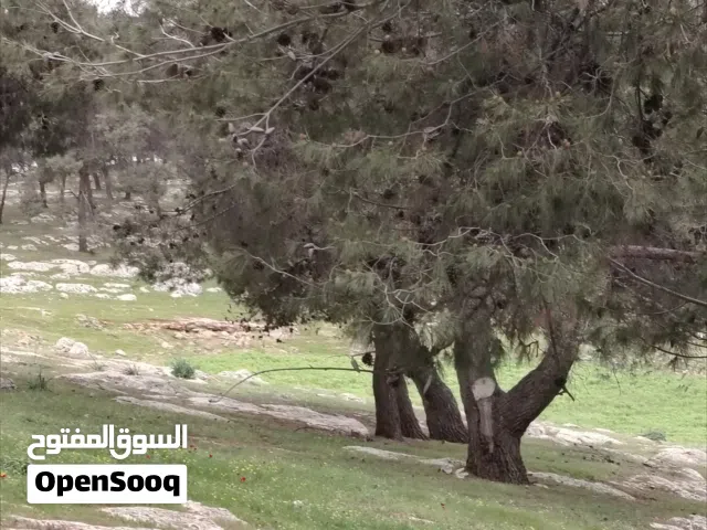 قطعة محاطة بالحرش مرتفعة و كاشفة موقع مميز 3800 متر