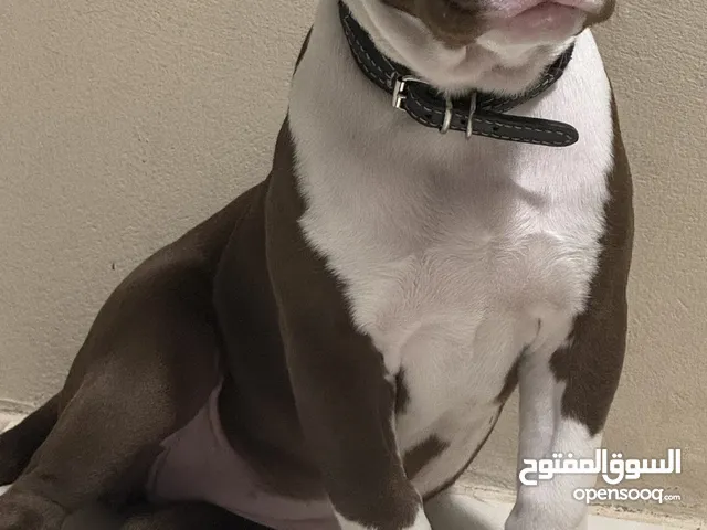 نثية اميركاً بولي xl-American bully xl