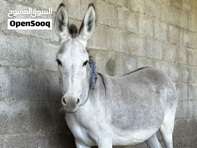 حمار للبيع
