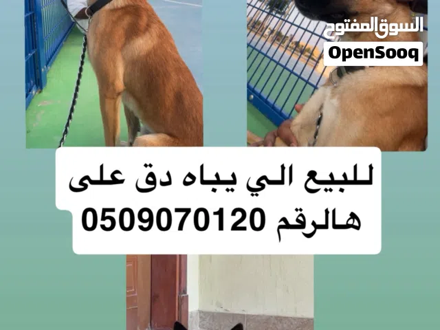 كلب مالينوا عمره سنتين.