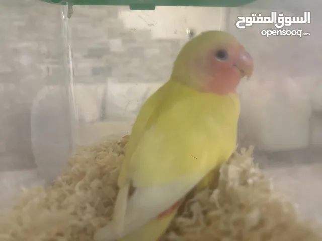 عصفور روز هدد داخلي و خارجي متعلم   يحب العب مره