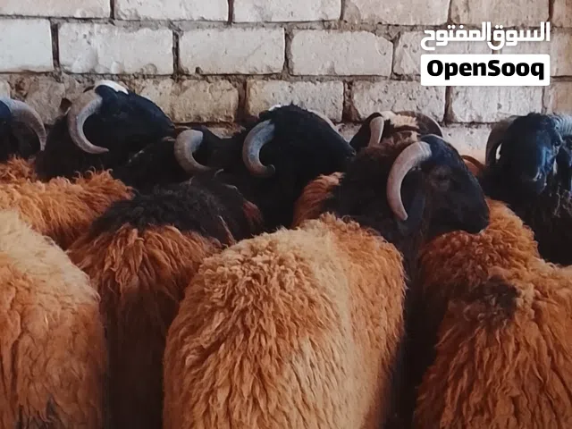 اضحيه عيد ما شاء الله