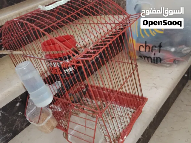جوز زيبرا وأنثى فادجو