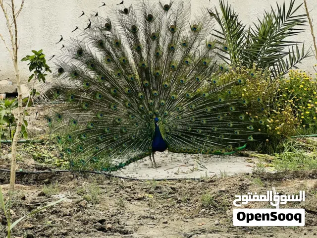 زوج طاووس عمر سنتين ونص مضمون