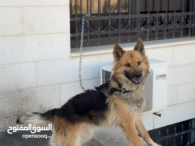 أنثى جيرمان شيبرد للحراسة مأخذه مطاعيم