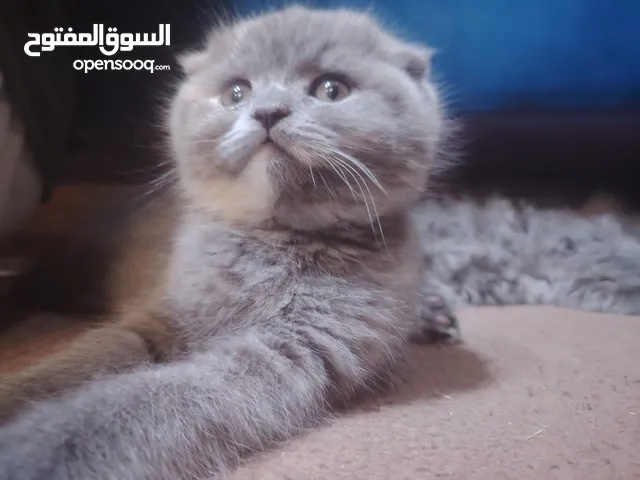 قط سكوتش