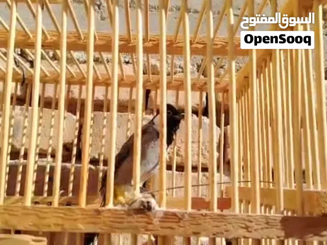 بلبل ربه للبيع او مراوس