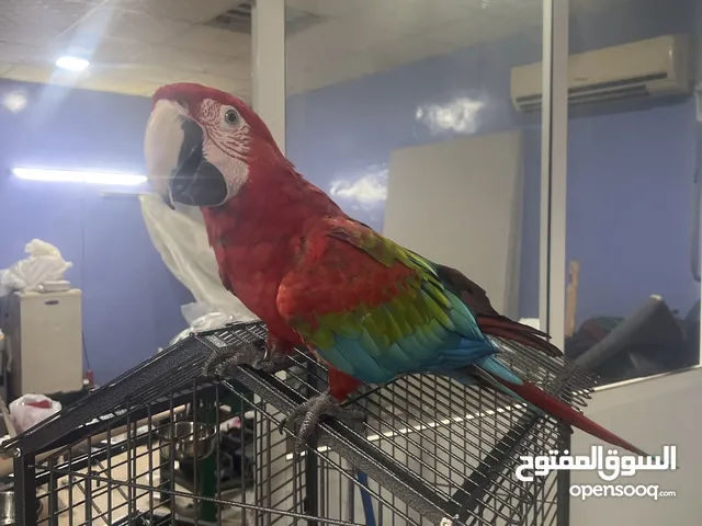 مكاو green wing العمر سنتين