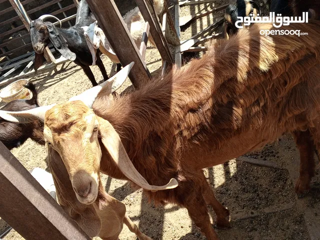 برشني فحل ماشاء الله ربي ابارك سنه كيف كسر ثني عز الكسب