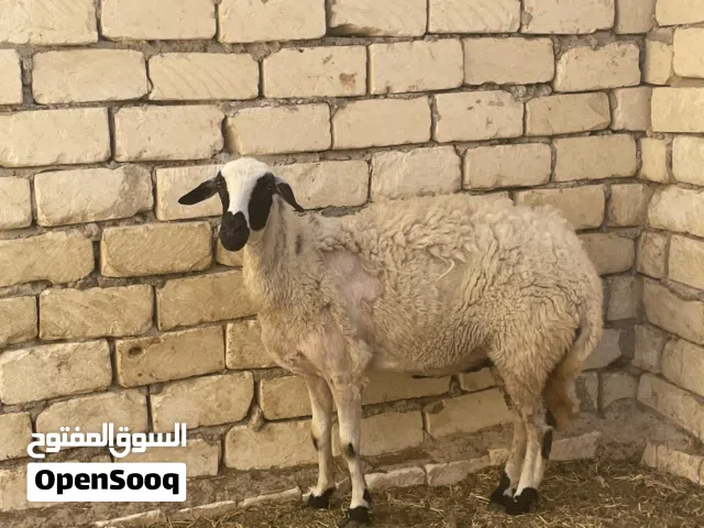 للجادين فقط
