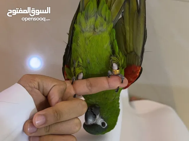ميني مكاو رد شولدر